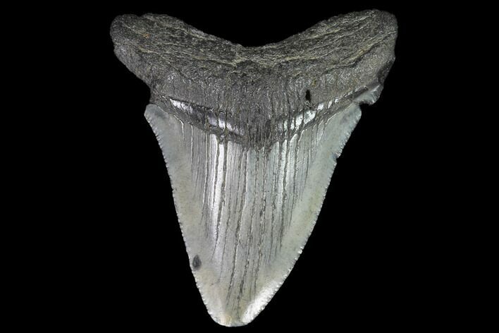 Serrated, Juvenile Megalodon Tooth - Georgia #90754